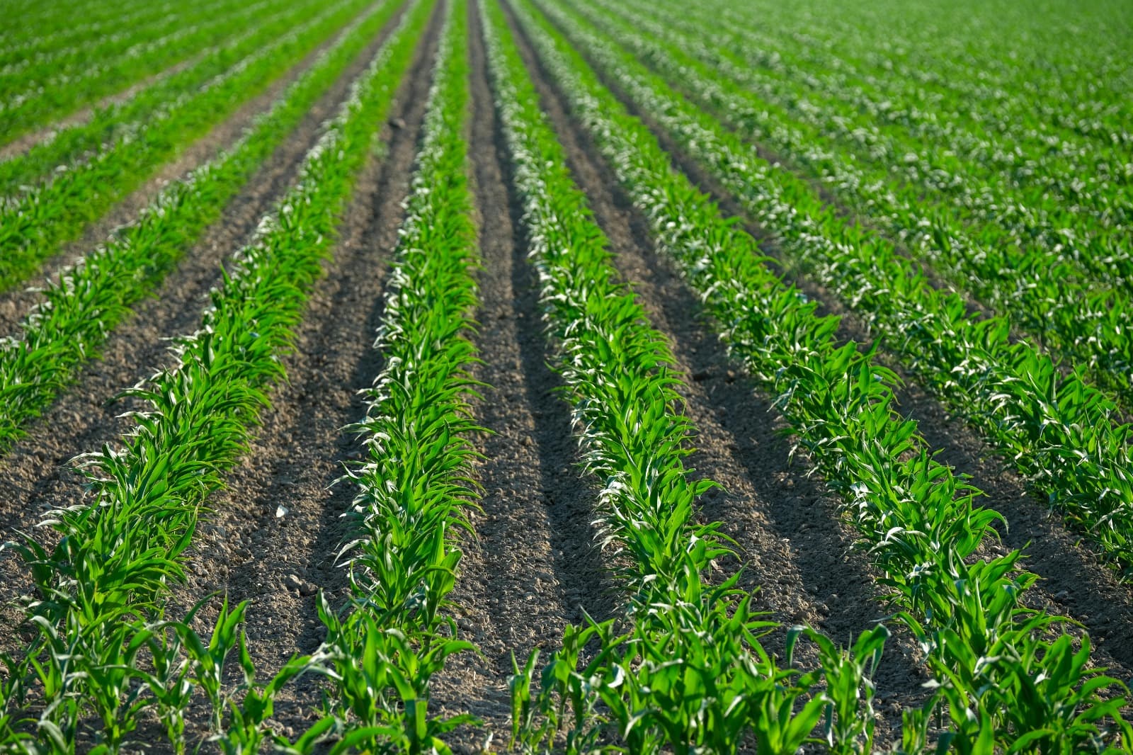 Fort Worth’s Trusted Experts for Professional Irrigation Services By Bob’s Irrigation Solutions