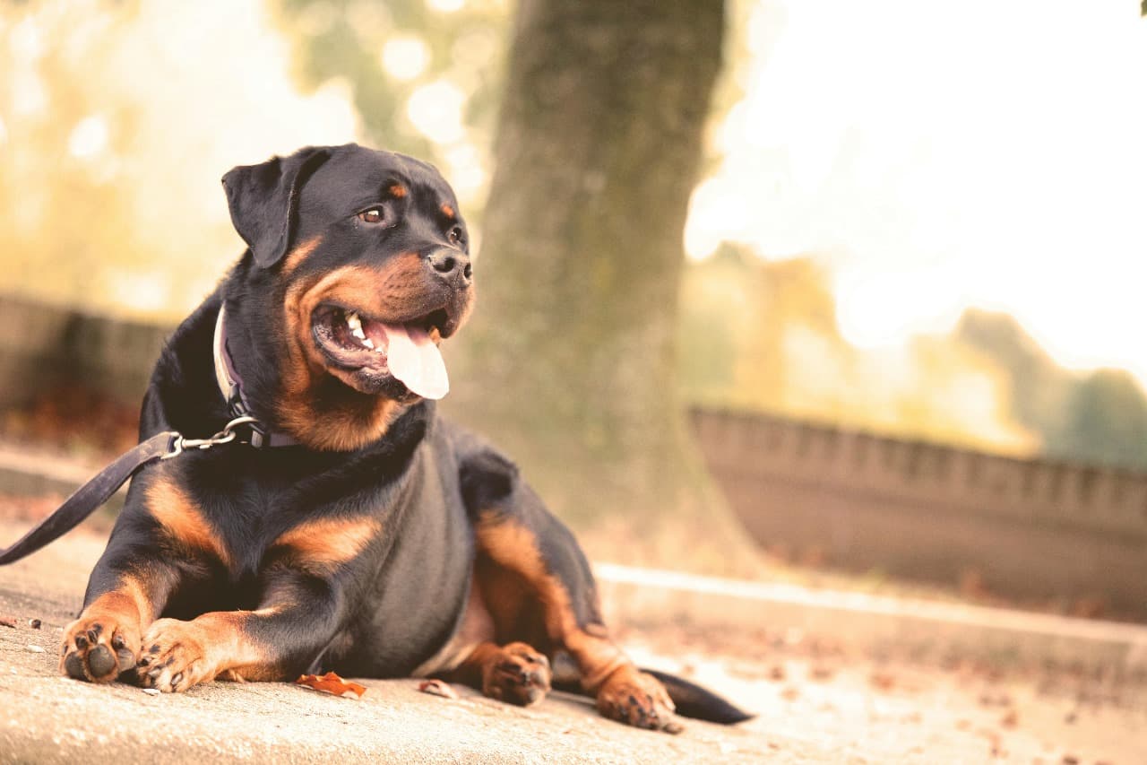Security Dogs – Professional Security Dogs for Maximum Protection | ISA Support Services