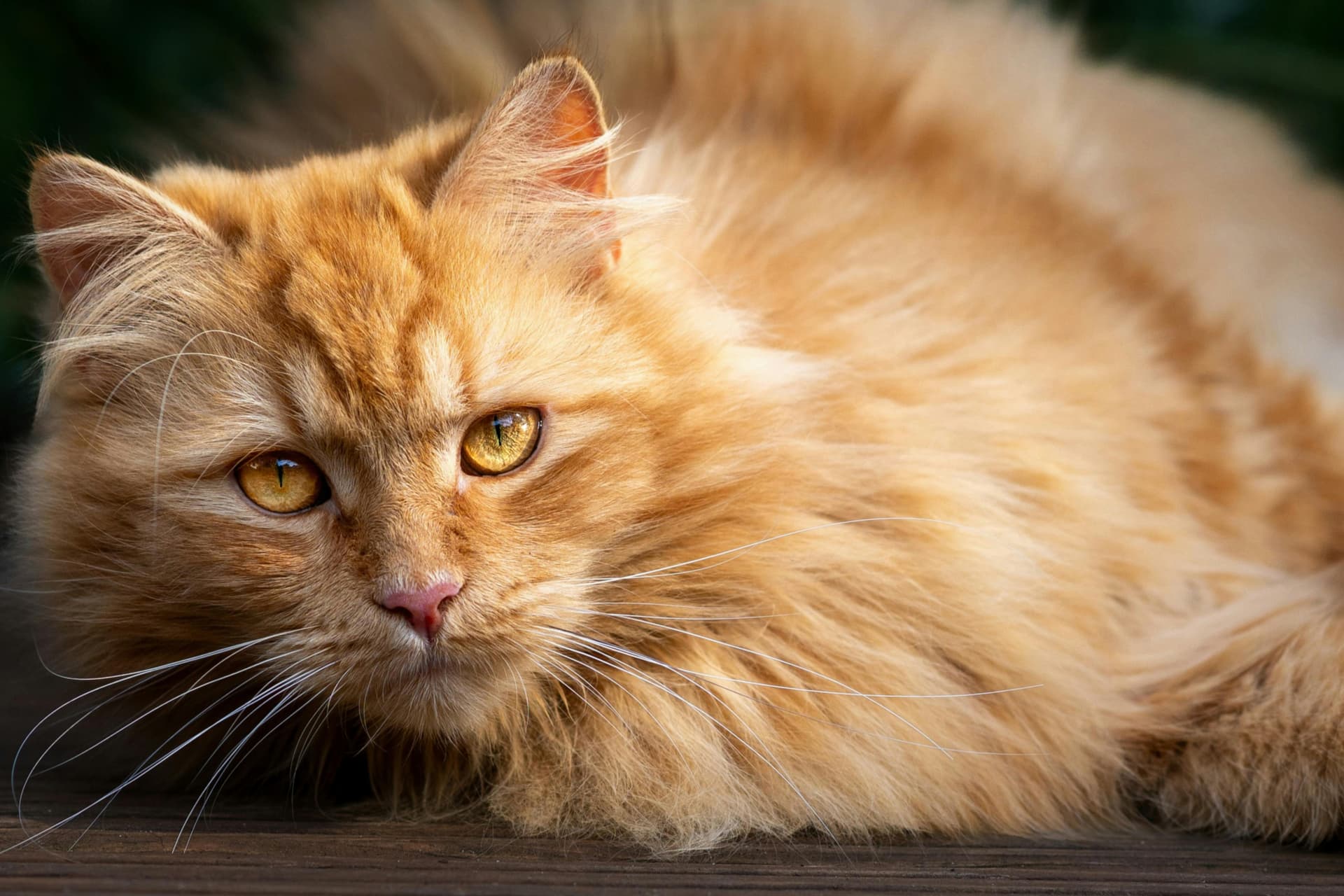 Maine Coon Cats for Sale – Reserve Your Kitten from Amore Cattery