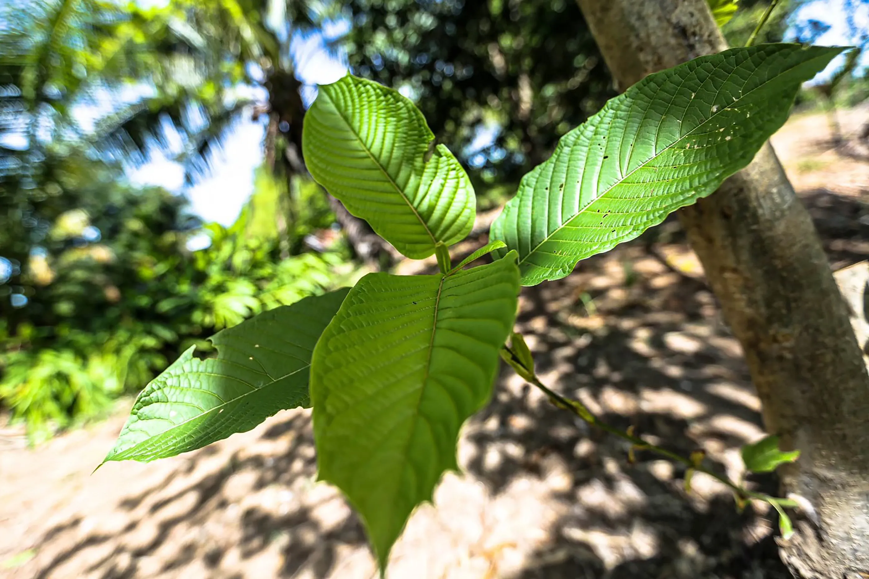 Kratom Thailand: Tips for Buying High-Quality Leaves