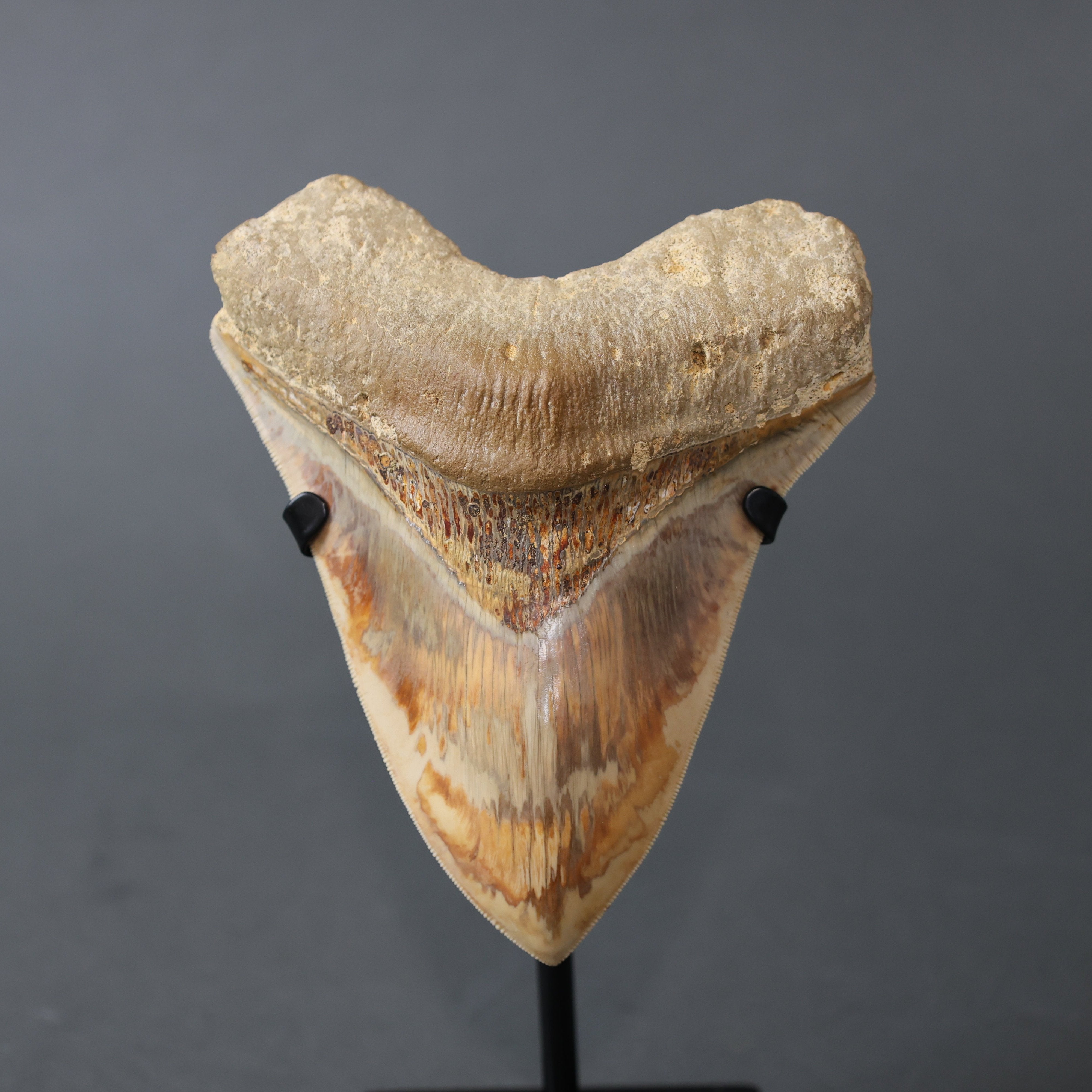 Fossil Driven Fossil Shark Teeth: From Megalodon to Rare Species