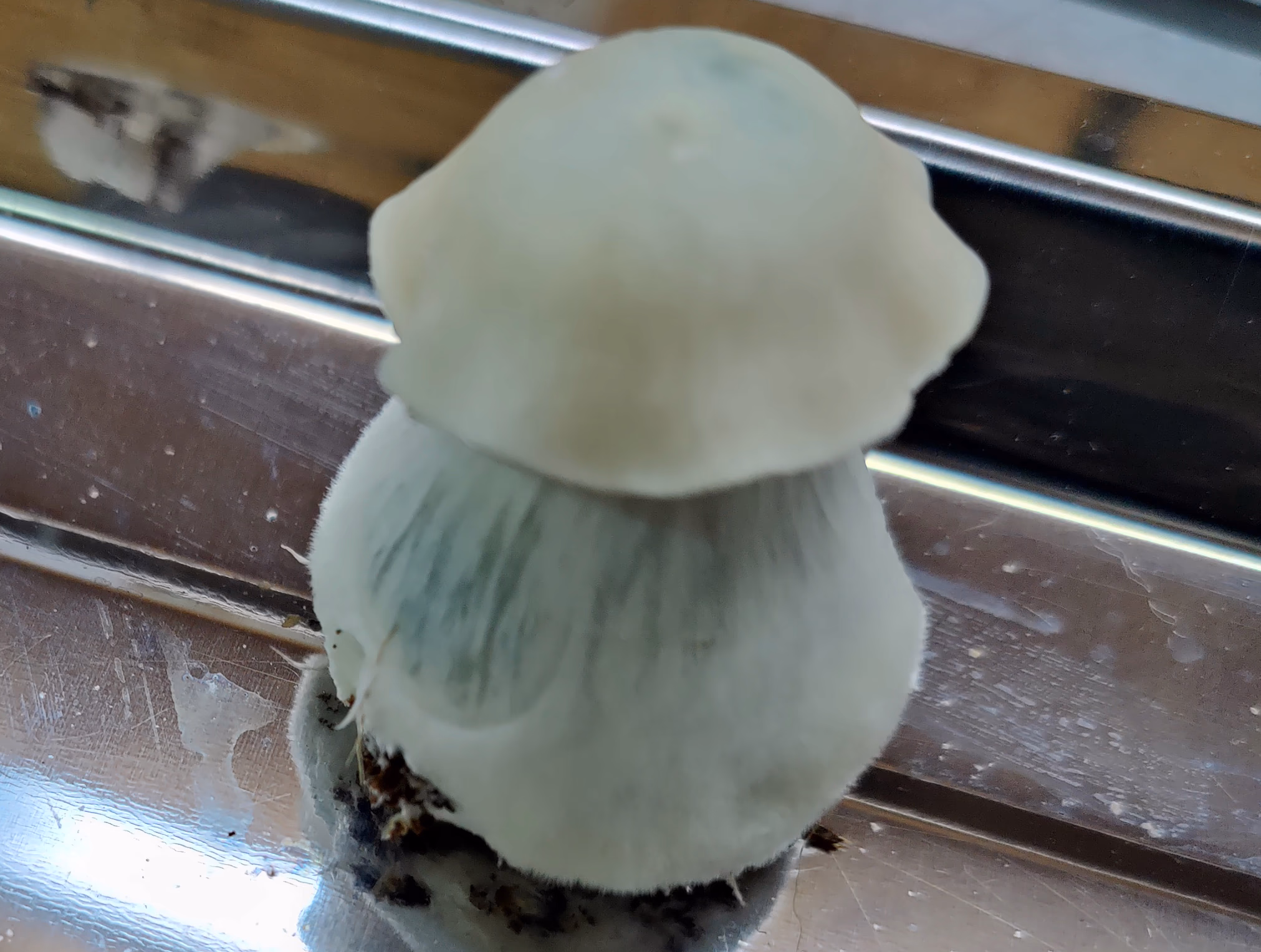 Bud Cargo: Canada’s Most Reliable Source for Albino Penis Envy Mushrooms Online