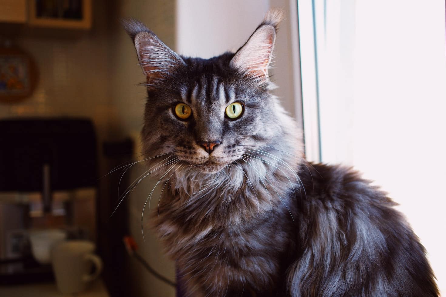 California’s Favorite Maine Coon Breeder – Meet Our Kittens | Amore Cattery