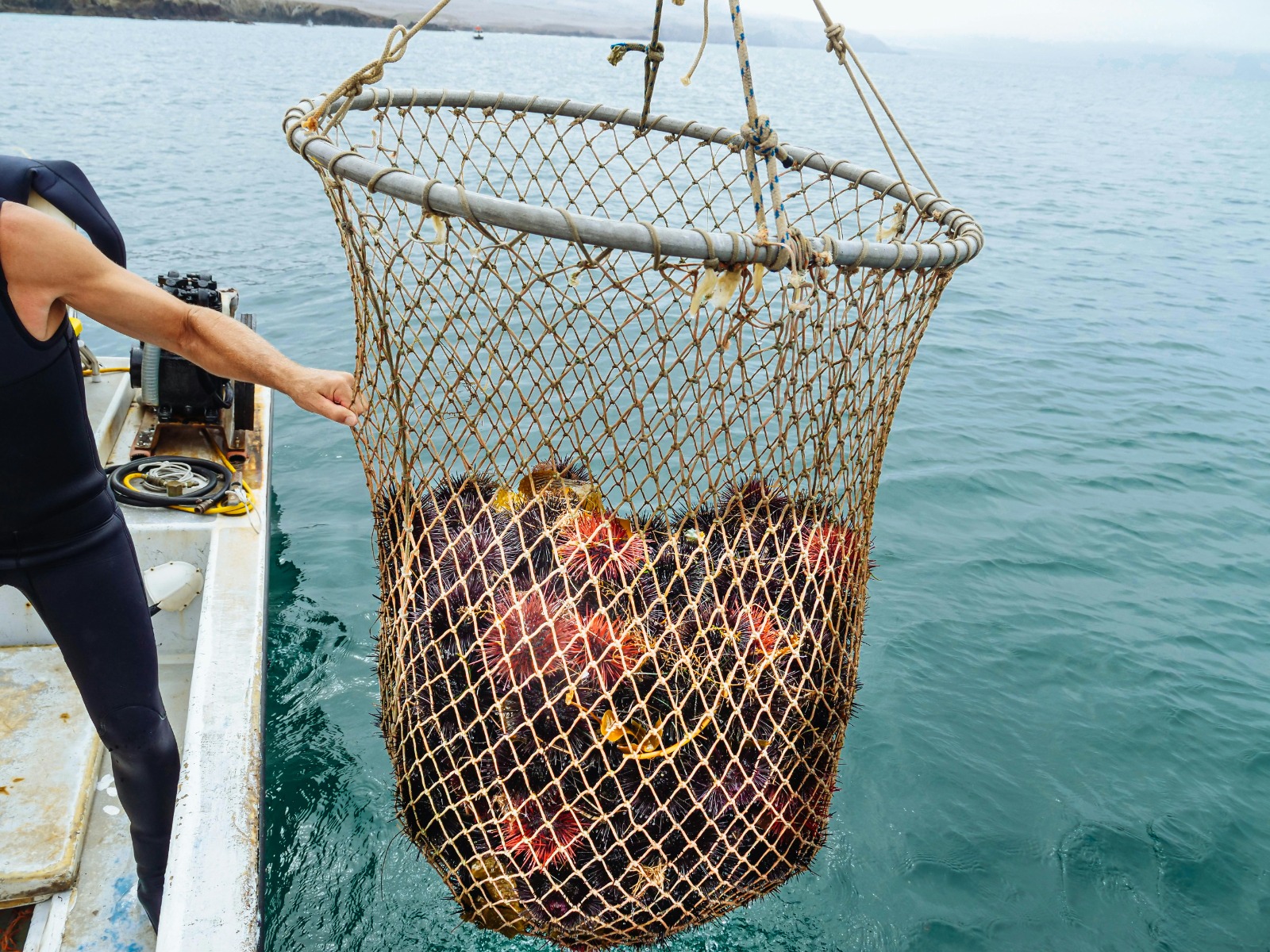 Top 10 Fly Fishing Net Options for Beginners and Experts