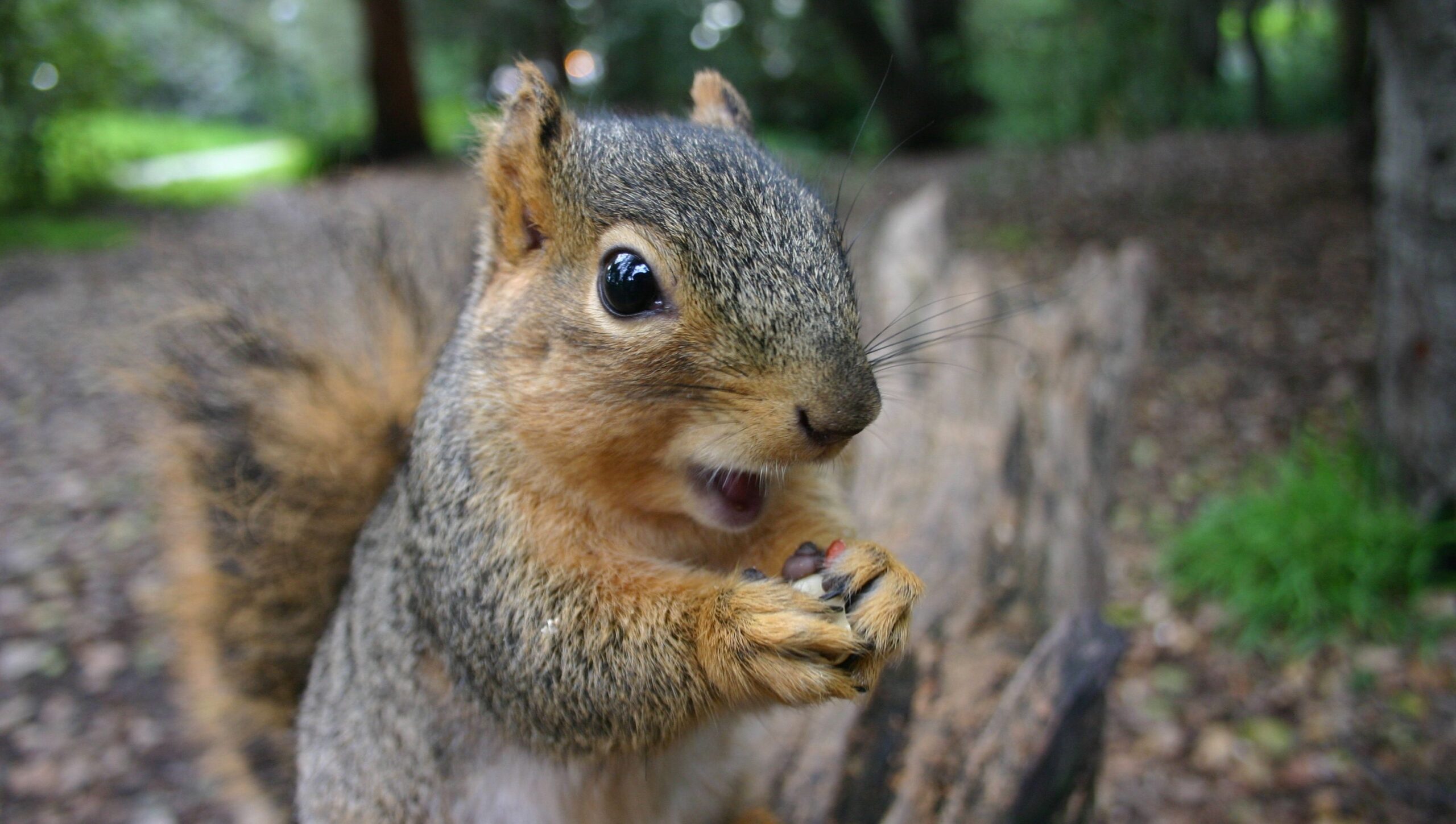 Same-Day Squirrel Removal Toronto Services Available