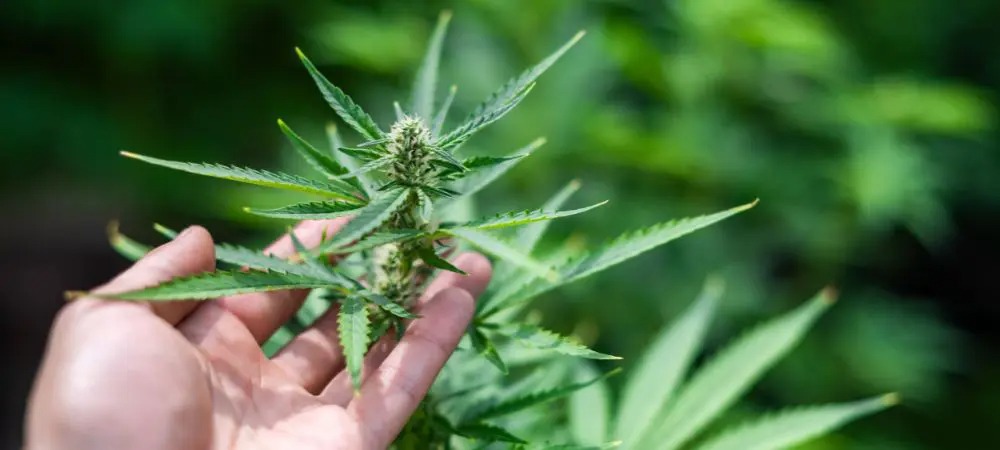 Weed Club Valencia | Trusted Information by Clubs Cannabis Madrid