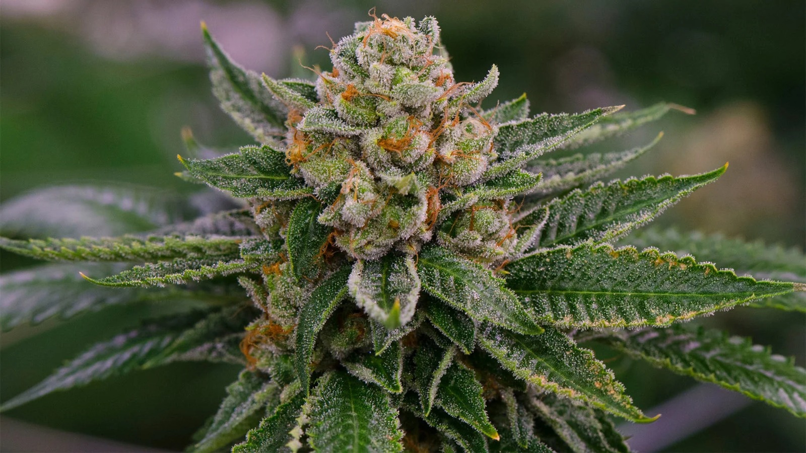 Jealousy Strain Exclusives at Bud Cargo – Top-Tier Quality from Trusted Growers