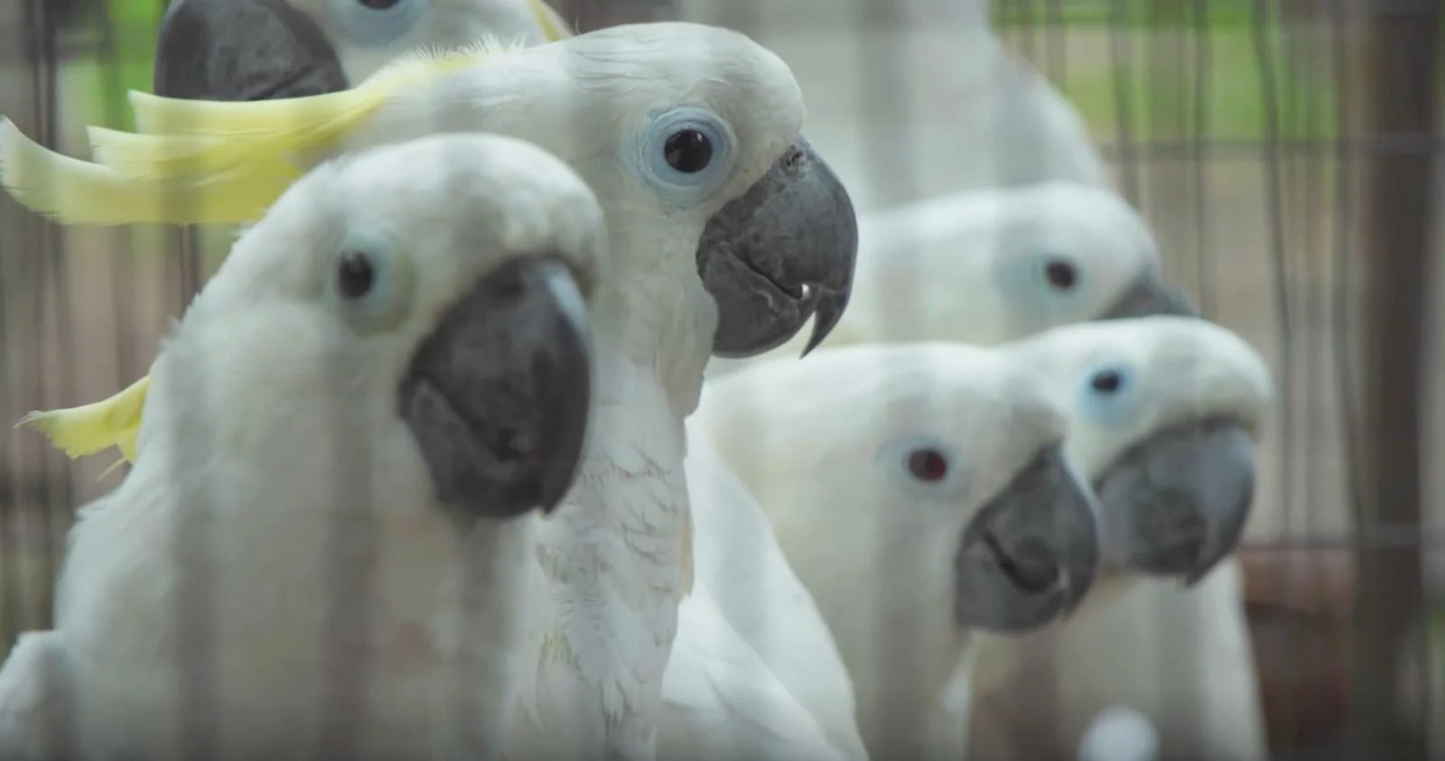 African Grey Parrots for Sale – Licensed &amp; Verified by Amazing Birds Farm