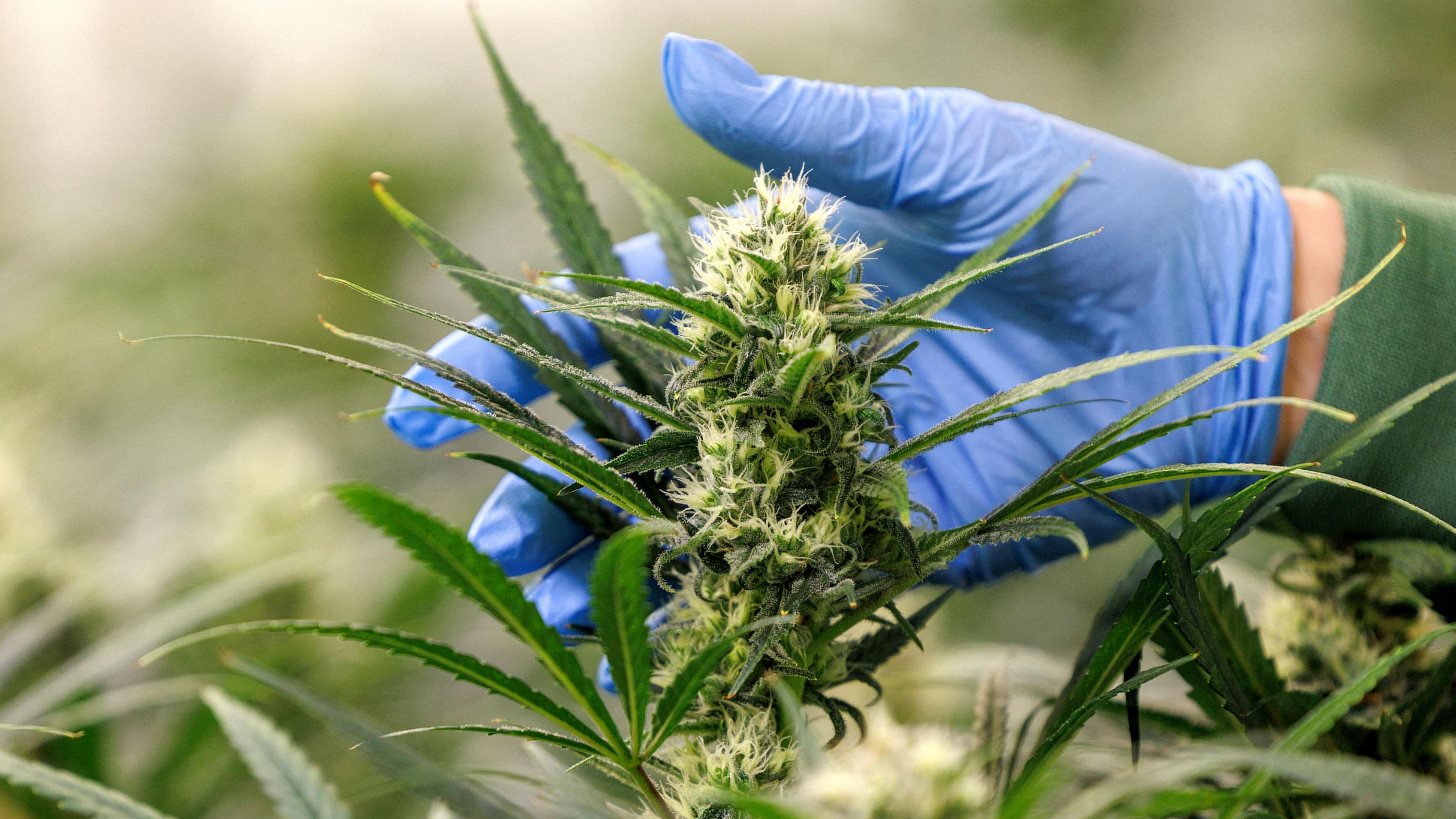 Buy Wholesale CBD Edibles in Bulk