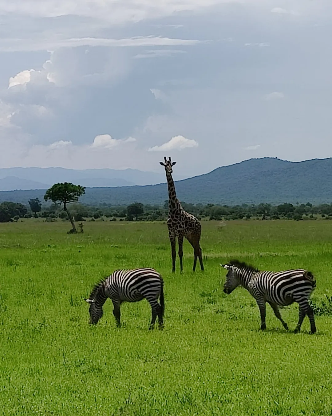 Affordable Adventures: Top Mikumi National Park Tanzania Safari Packages