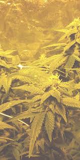 Cannabis Club Hamburg – Legal &amp; organisiert