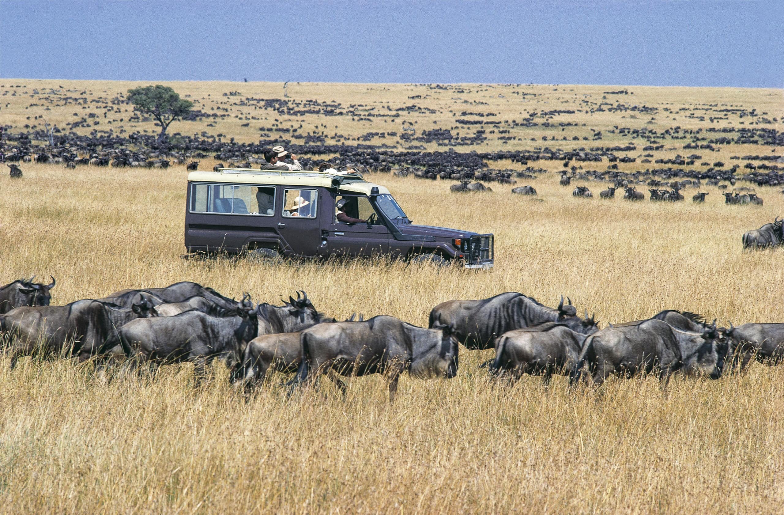 Kenya Safari Travel Guide: Best Time to Visit &amp; What to See