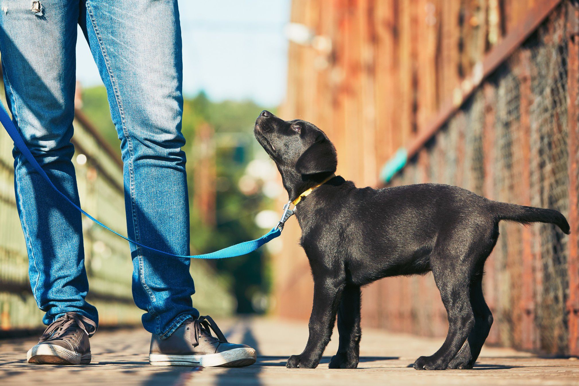Comfort Animals Bringing Calm and Companionship to Life Now