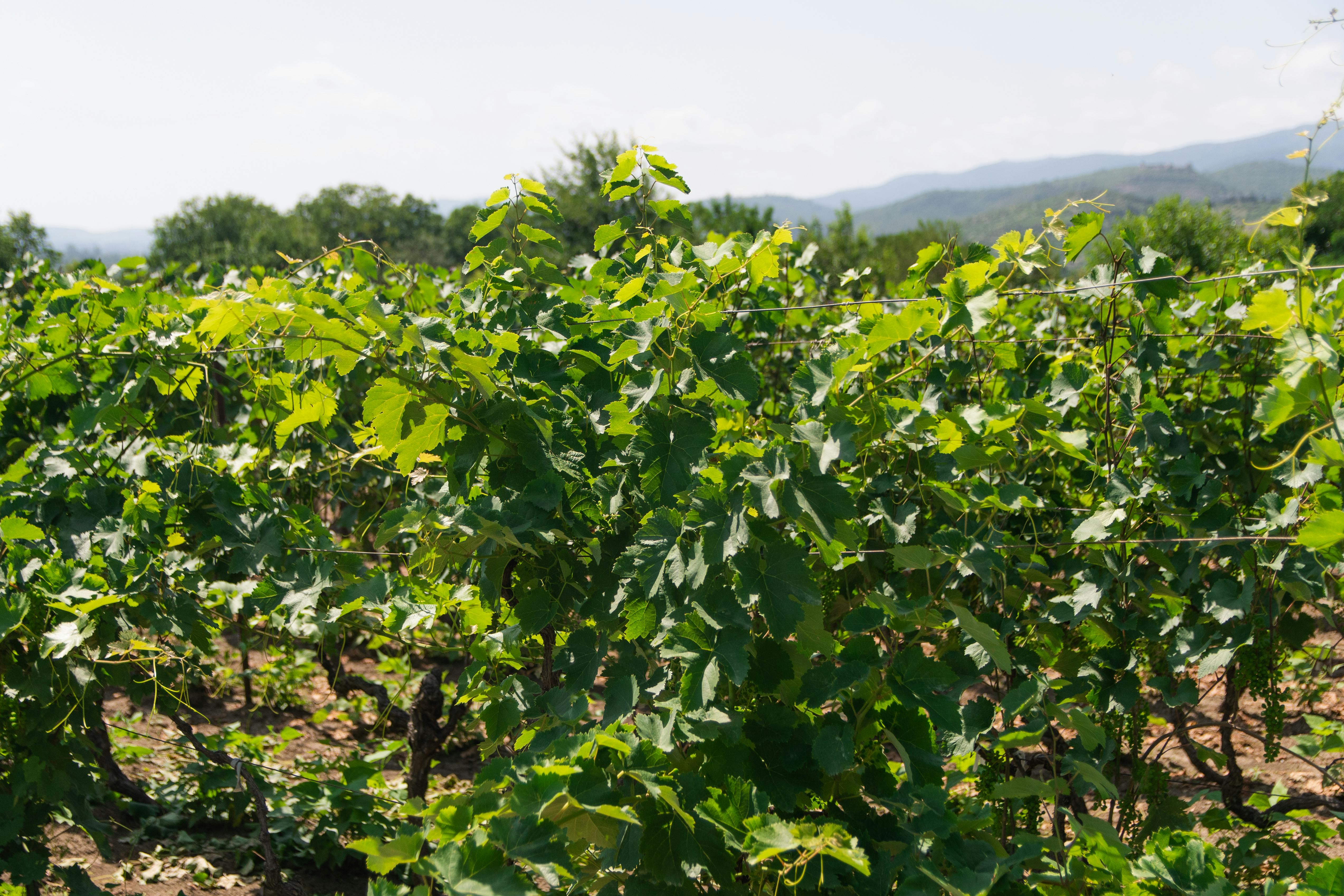 Clarksburg Wineries Offering Unforgettable Tasting Experiences