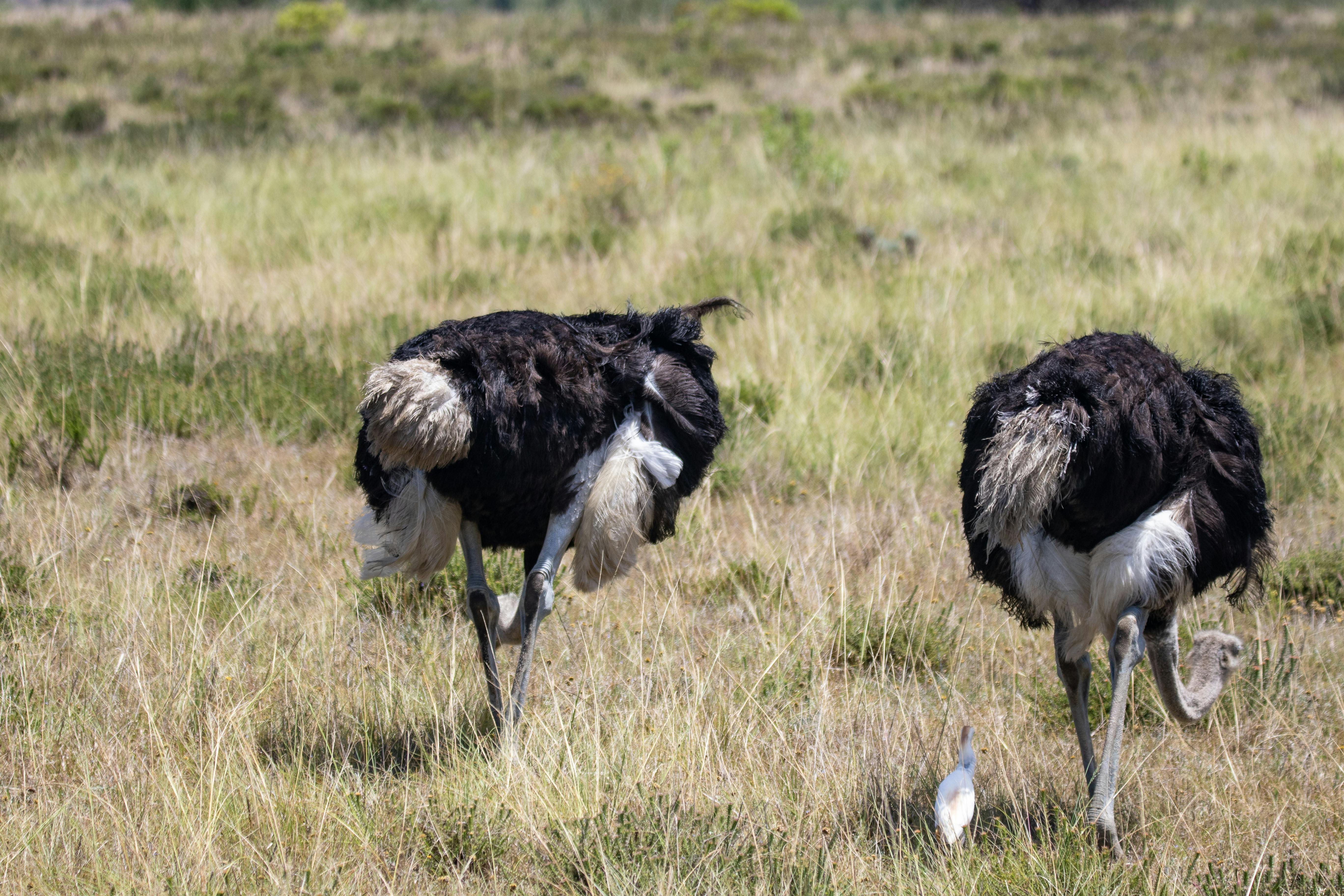Luxury Kenya Tanzania Safari Tours for Wildlife Enthusiasts