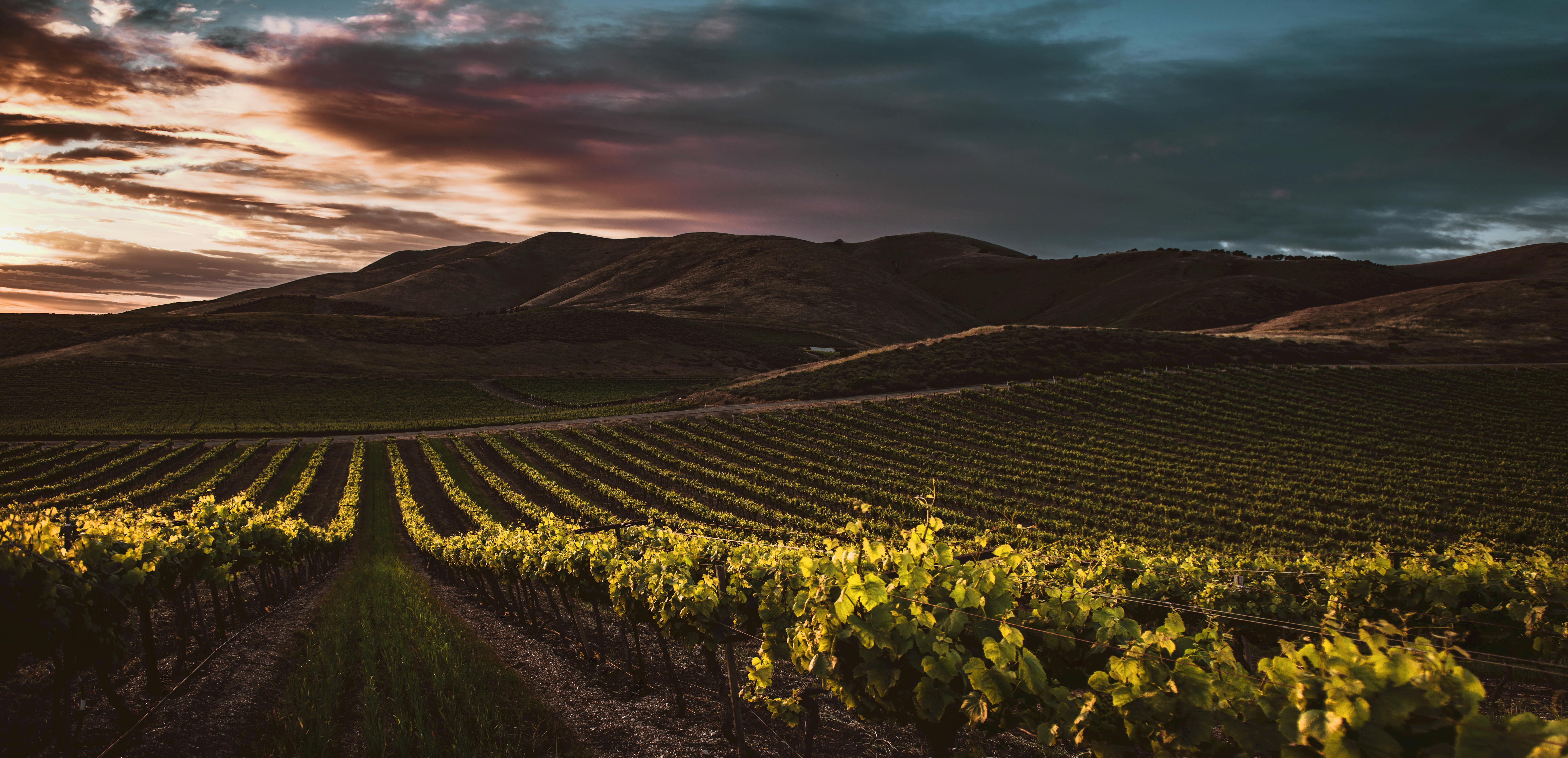 A Deep Dive Into the Wine Culture of Clarksburg CA