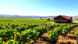Experience the serene vineyard views of Clarksburg CA with charming wineries.